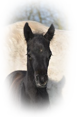 foal