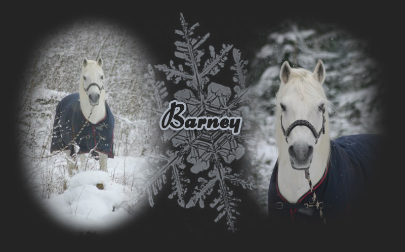 Barney